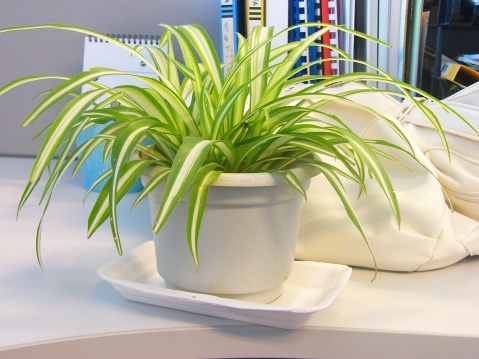 从办公桌风水的角度来看 办公桌植物摆放有讲究