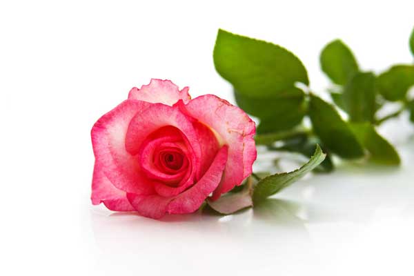 花语大全：100种代表爱情的花的花语