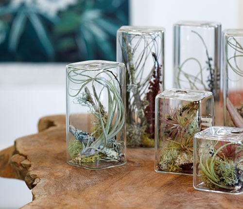 桌上的生态小盆景——瓶景植物