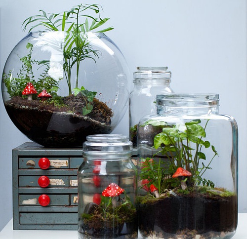 桌上的生态小盆景——瓶景植物