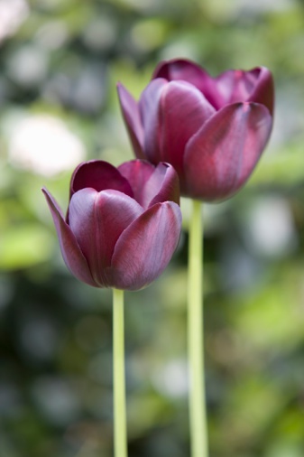 不同花形花色品种的郁金香：单瓣型郁金香