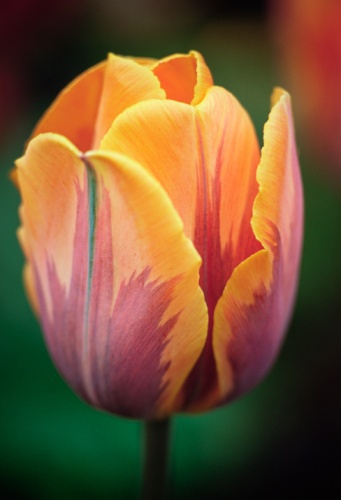 不同花形花色品种的郁金香：单瓣型郁金香