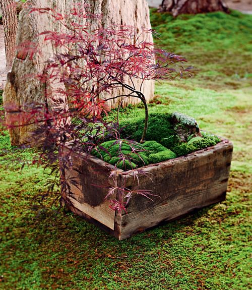 清新的植物微观小世界——苔藓盆景