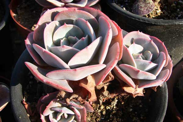 多肉植物粉红台阁的种植养护方法