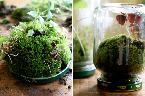 DIY玻璃瓶中秘密小花园 换个思路制作微型盆景