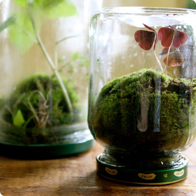 DIY玻璃瓶中秘密小花园 换个思路制作微型盆景