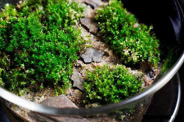 苔藓盆景：茶杯里精致透明的微观植物世界
