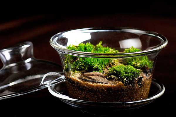 苔藓盆景：茶杯里精致透明的微观植物世界