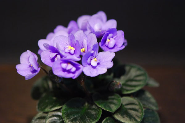 非洲紫罗兰种植中常见的十个问题与解决方法
