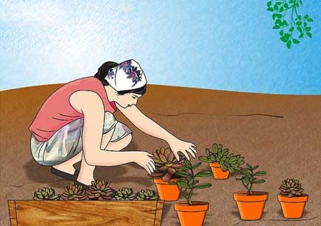 漫画图解：多肉植物幼苗的养护管理方法
