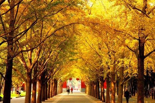 北京10个银杏最黄的地方 收获北京最浪漫的秋日