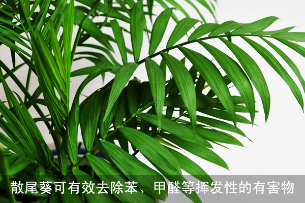 13种植物净化室内空气效果最好的植物推荐