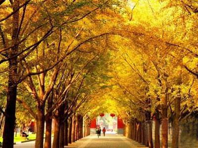 秋季赏银杏 北京最佳的12个银杏观赏地