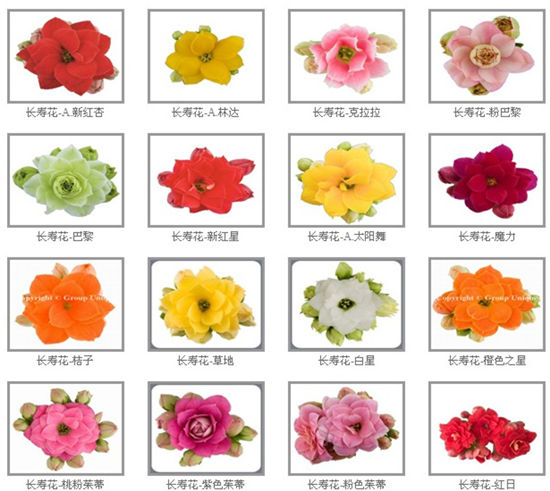 长寿花图谱：长寿花品种、色系的欣赏与鉴别