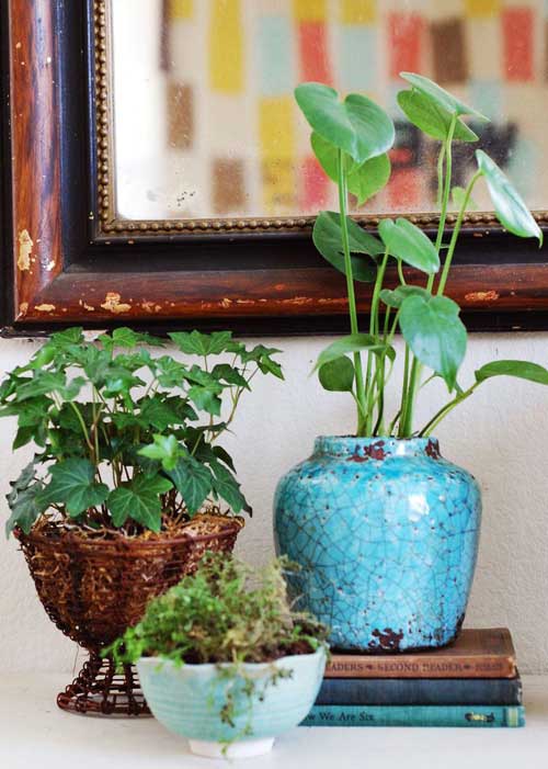 5个绿色植物装饰小贴士 呈现绿色家居生活