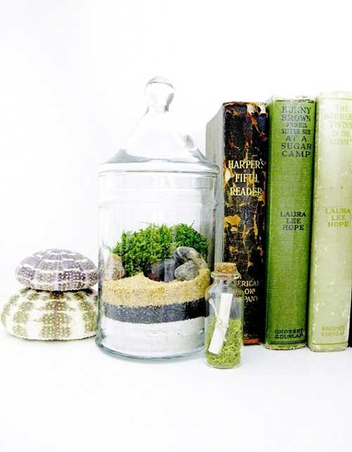 小盆栽点亮你的房间 10种玻璃器皿植物小盆栽