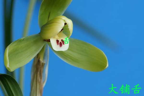 兰花鉴赏：兰花唇瓣（舌）的形式分类与特点