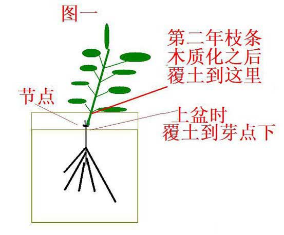 铁线莲笋芽与叶芽的区别与种植