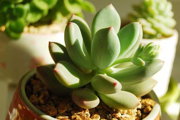  Pachyphytum Doctor Comelius