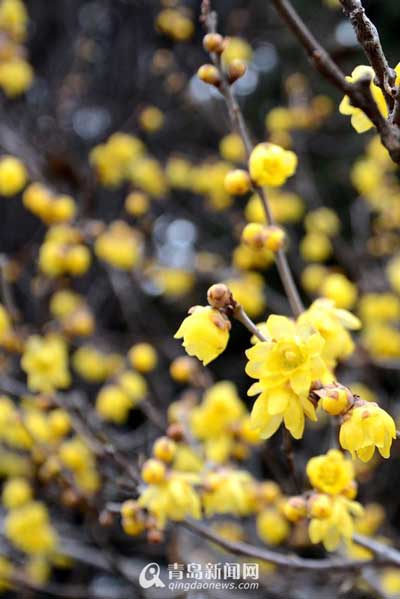 青岛：腊梅寒冬绽放 黄色花朵香气扑鼻