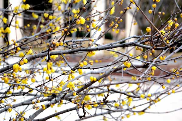 青岛：腊梅寒冬绽放 黄色花朵香气扑鼻