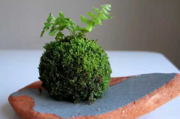 绿植的新玩法——苔玉盆景