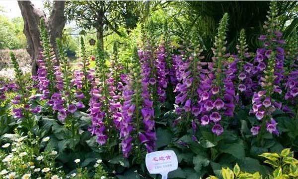 34种蓝紫色系的植物 高贵典雅