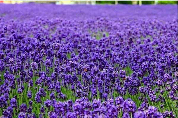 34种蓝紫色系的植物 高贵典雅