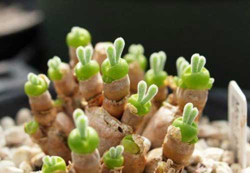 小清新的多肉植物：碧光环(Monilaria obconica )