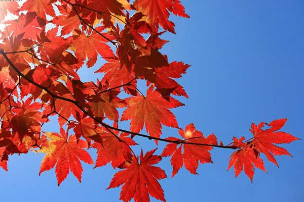 秋天的童话 四川非著名景区赏红叶指南