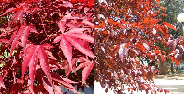 深秋赏红叶 你知道香山红叶为何如此红吗