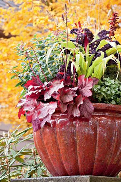 秋季观叶植物组合盆栽建议及几种组合方式