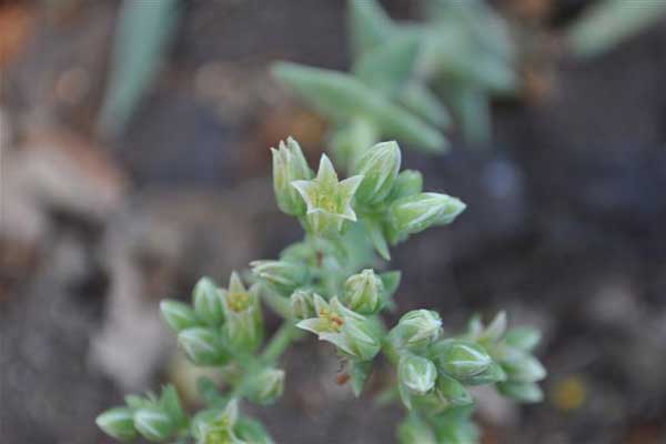 仙女杯属多肉植物：阿尔比芙洛亚 Dudleya albiflora