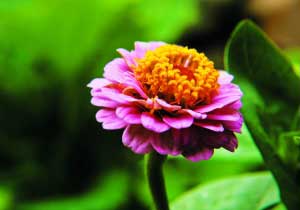 长春：多彩菊科植物 让春天常伴左右