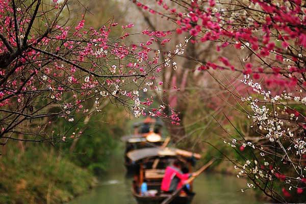 杭州冬日赏梅地图 寻觅这座城骨子里的美