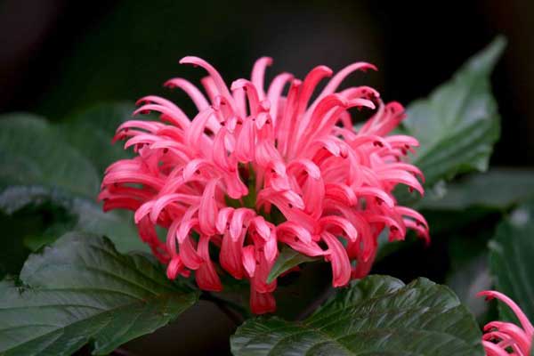 花语大全：珊瑚花（巴西羽花）的花语