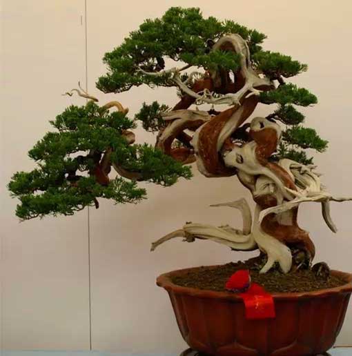 细数中国树木盆景艺术的五大流派
