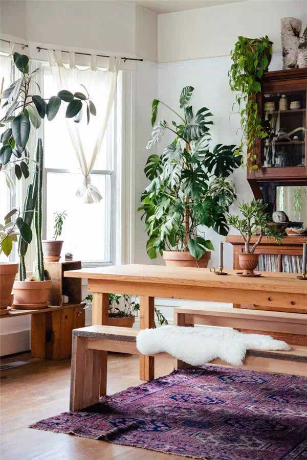 绿植，家里最好的“软装饰”