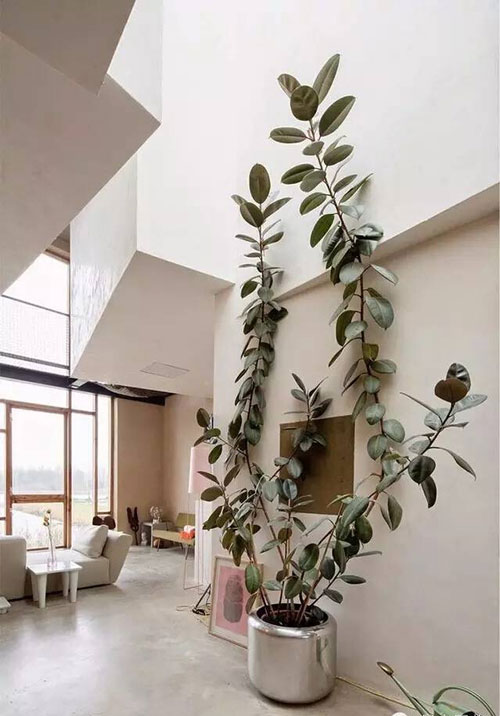 橡皮树 | 这是一种有气质的植物 很适合摆在你家里