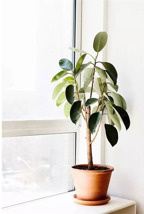 橡皮树 | 这是一种有气质的植物 很适合摆在你家里